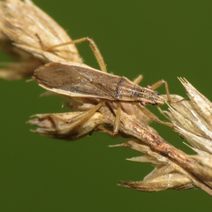 Darmistus subvittatus