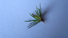 Cliffortia filifolia