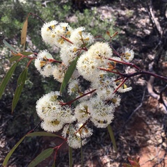 Eucalyptus dumosa