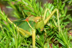 Terpandrus endota