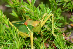 Terpandrus endota