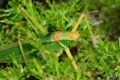 Terpandrus endota