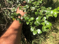 Psydrax odorata buxifolia