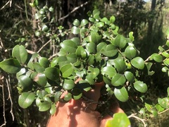 Psydrax odorata buxifolia