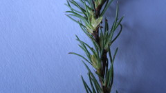 Cliffortia filifolia