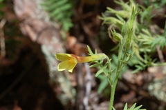 Polemonium pauciflorum pauciflorum