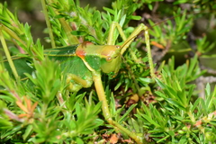 Terpandrus endota