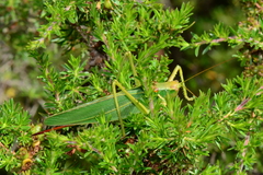 Terpandrus endota