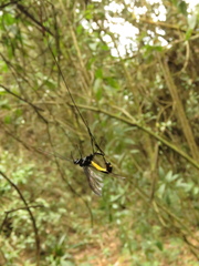 Dolichomitus longicauda