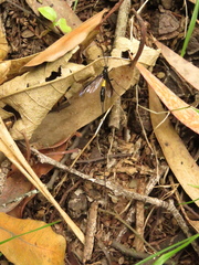 Dolichomitus longicauda