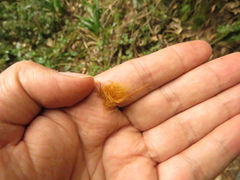 Lophosoria quadripinnata