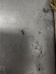 Menemerus bivittatus