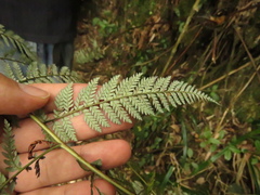 Lophosoria quadripinnata