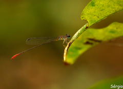 Phoenicagrion