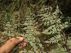Lophosoria quadripinnata