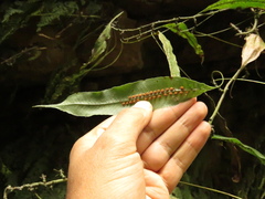 Serpocaulon levigatum
