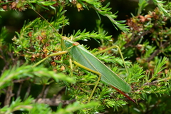 Terpandrus endota