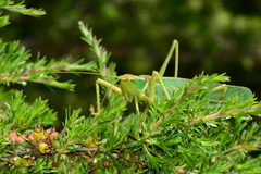 Terpandrus endota