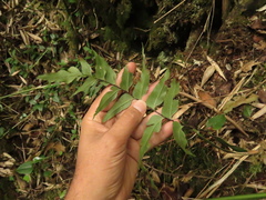 Asplenium serra
