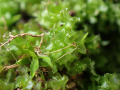 Fossombronia longiseta