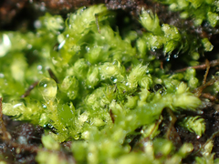 Claopodium bolanderi