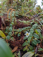 Lycianthes profunderugosa
