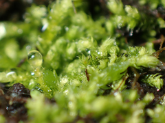 Claopodium bolanderi
