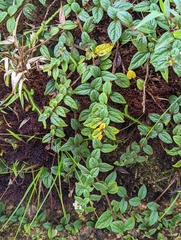 Lycianthes profunderugosa