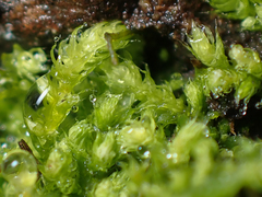 Claopodium bolanderi