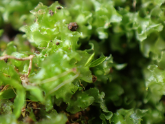 Fossombronia longiseta