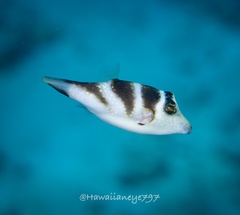 Canthigaster coronata