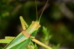 Terpandrus endota