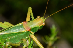 Terpandrus endota