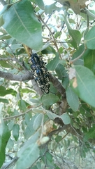 Polybothris lelieurii