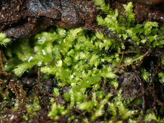 Claopodium bolanderi