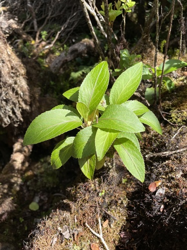 Viola wailenalenae, 2022-02-10