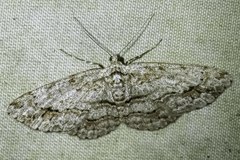 Didymoctenia exsuperata