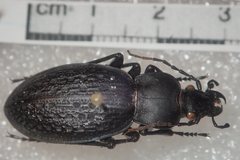 Carabus chevrolati