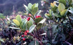 Syzygium sandwicense