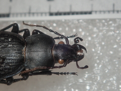 Carabus chevrolati