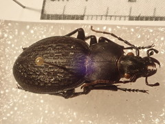 Carabus chevrolati