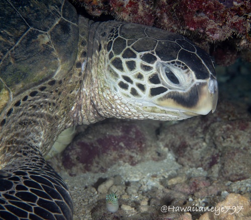 Green Sea Turtle, photo 9 of 10