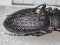 Carabus chevrolati