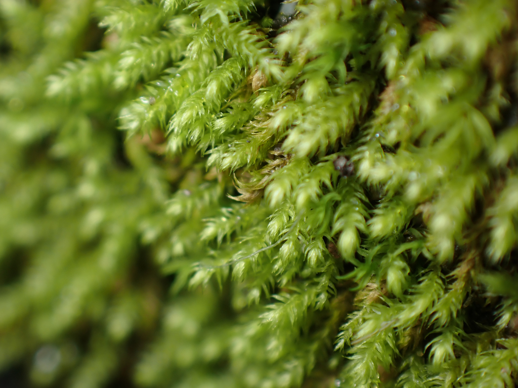 Whipple's claopodium moss