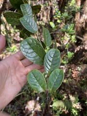 Kadua