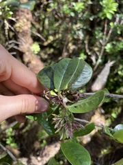 Kadua