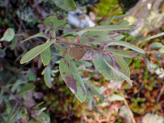 Arctostaphylos × media