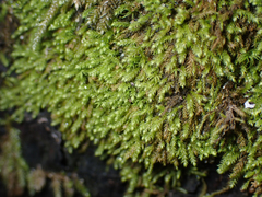 Claopodium whippleanum