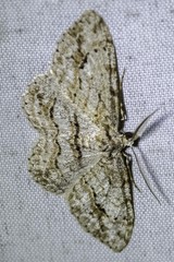 Didymoctenia exsuperata