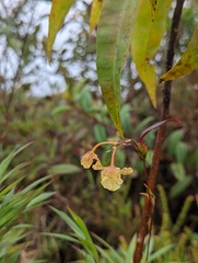Otoglossum